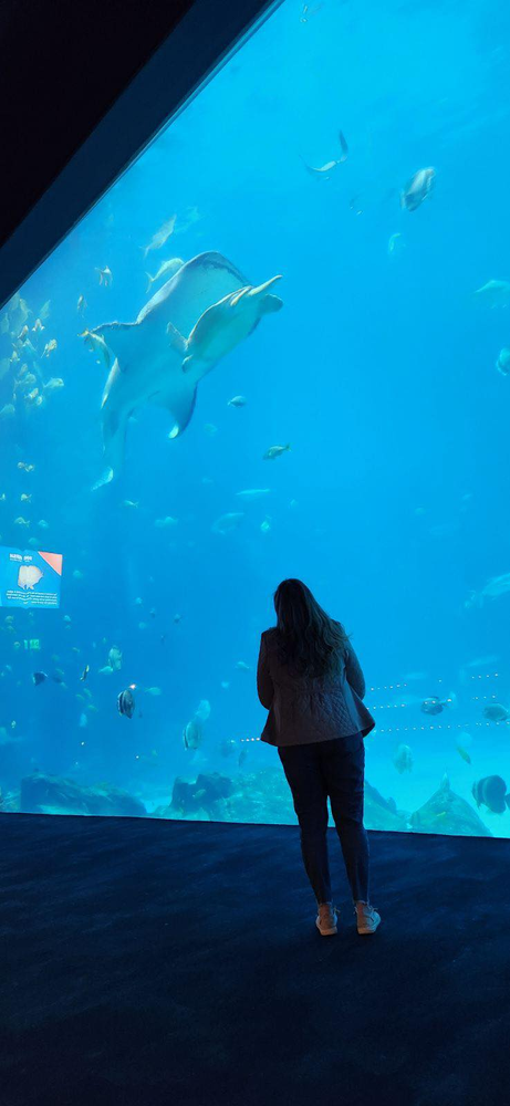 Whale Sharks at Georgia Aquarium