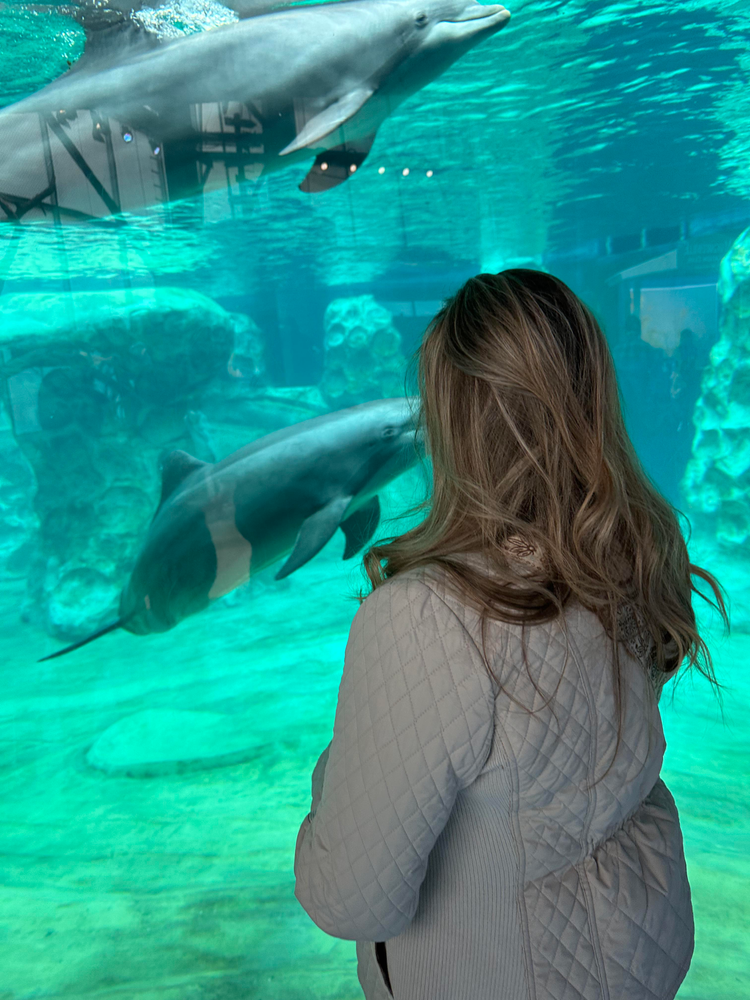 Georgia Aquarium Dolphins